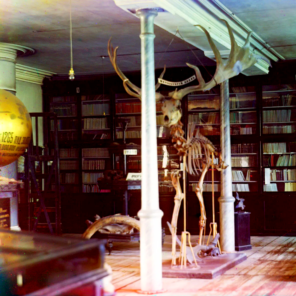 Широкорогий олень в музее УОЛЕ. Этот исторический цветной снимок сделал С.М. Прокудин-Горский, путешествуя по Уралу в 1910 году. Фотография из открытых источников