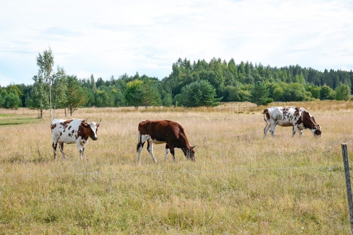   Фото: "Республика" / Оксана Кудряшова