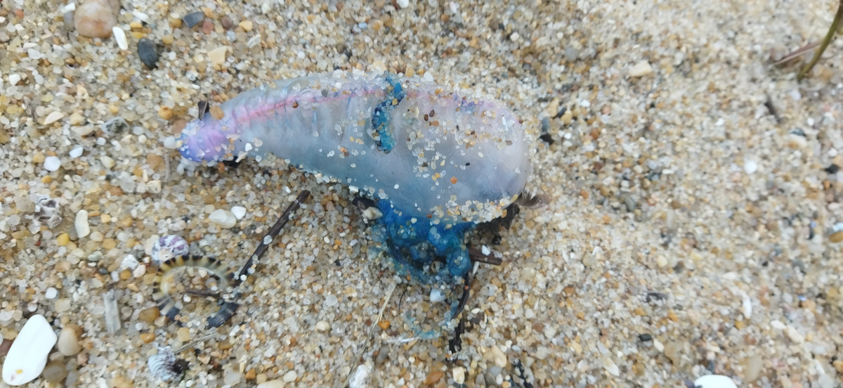 Португальский кораблик - ядовитая морская медуза.