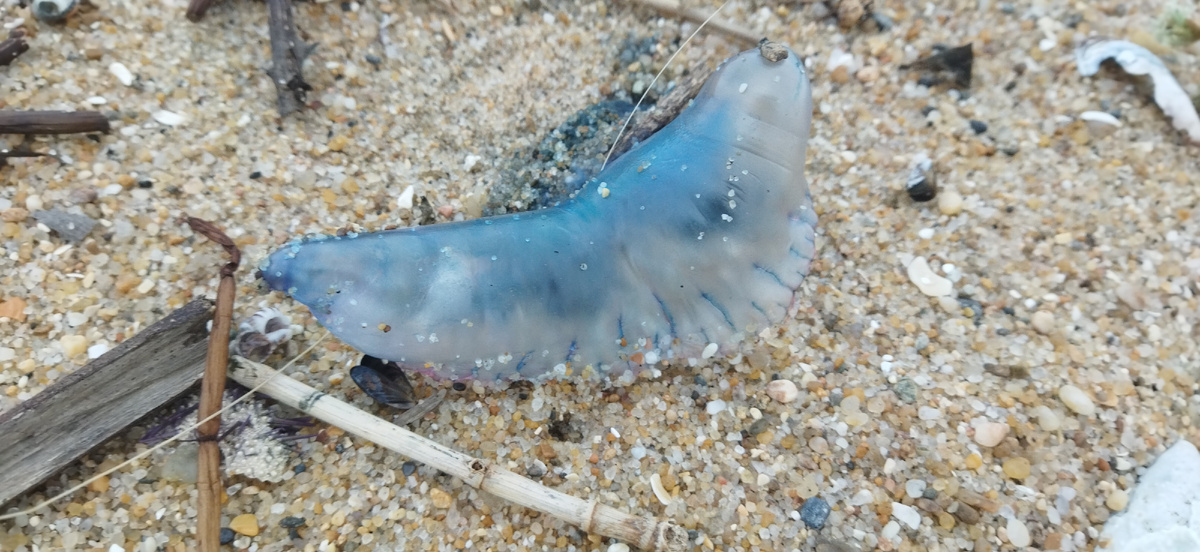 Светится неоновым светом