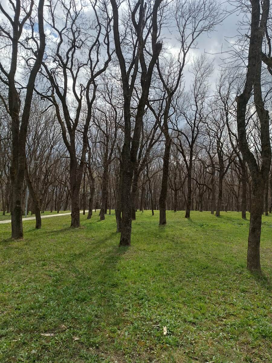 Начало весны в Парке Победы в прошлом году. С нетерпением ждем!