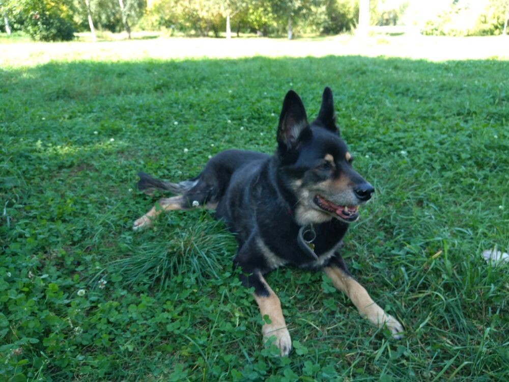 Портрет собаки