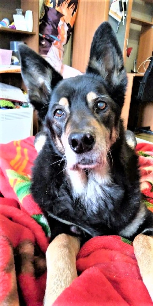 Портрет пса