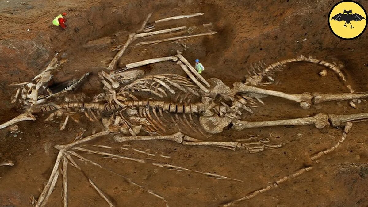 Раскопки Drakaris fufloensis.