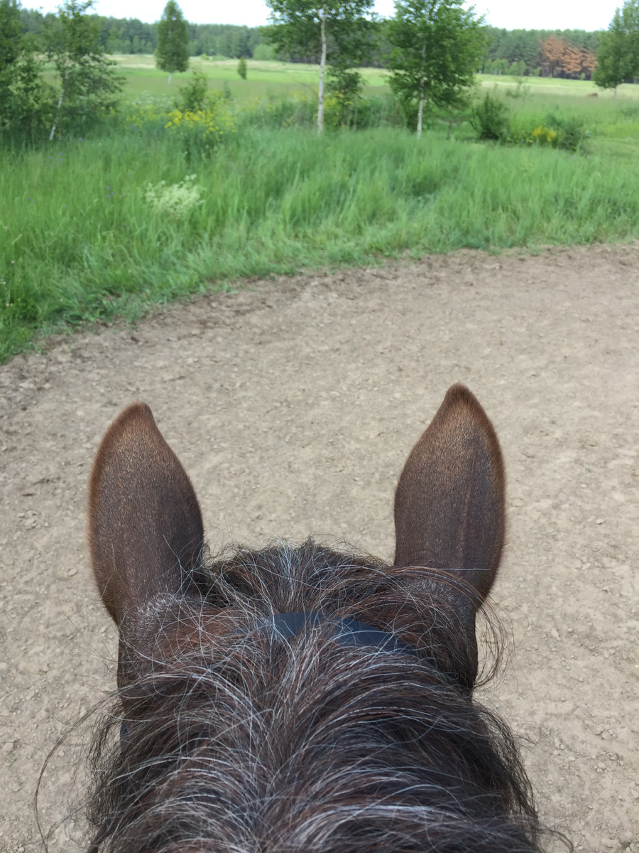 Благородная проседь в гриве. Фото автора.