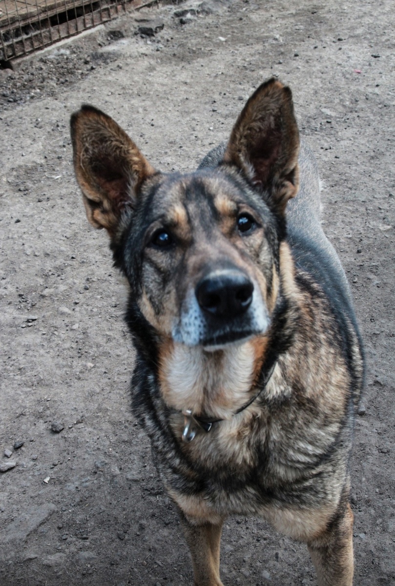 Первая фотография Жака в приюте