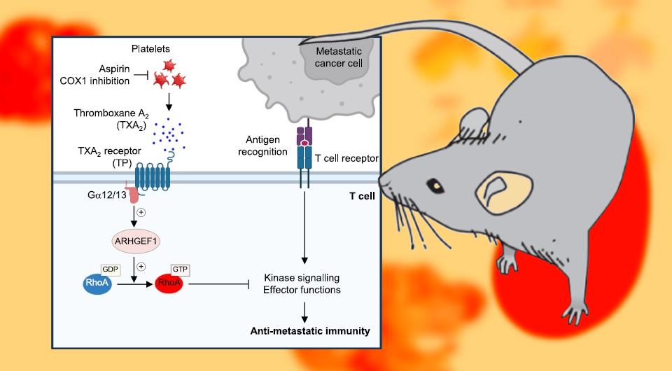   Yang et al. / Nature, 2025