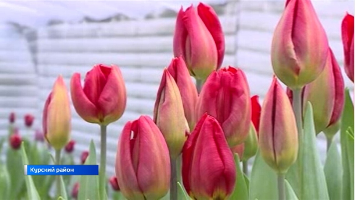    Уникальный подход к празднику: под Курском вырастили десятки тысяч тюльпанов