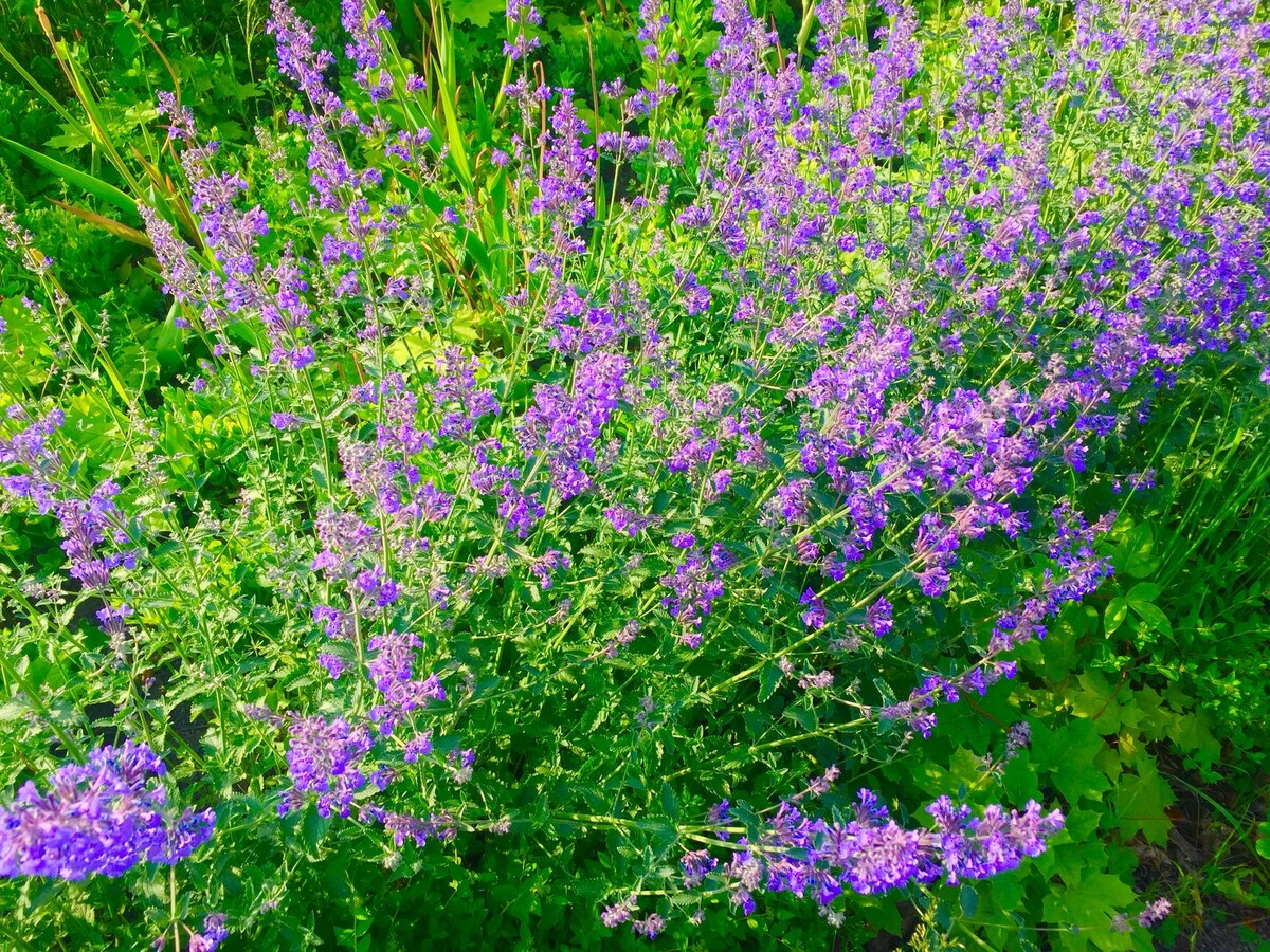 Фото мое, снято не помню где