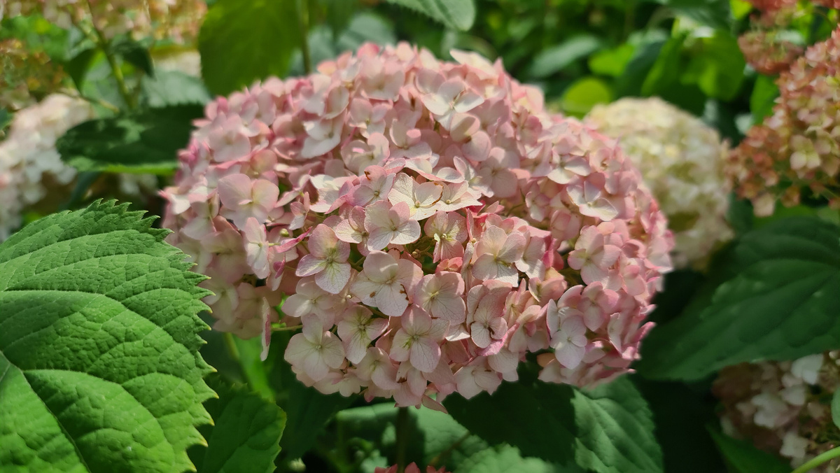 18 июля. Пик цветения