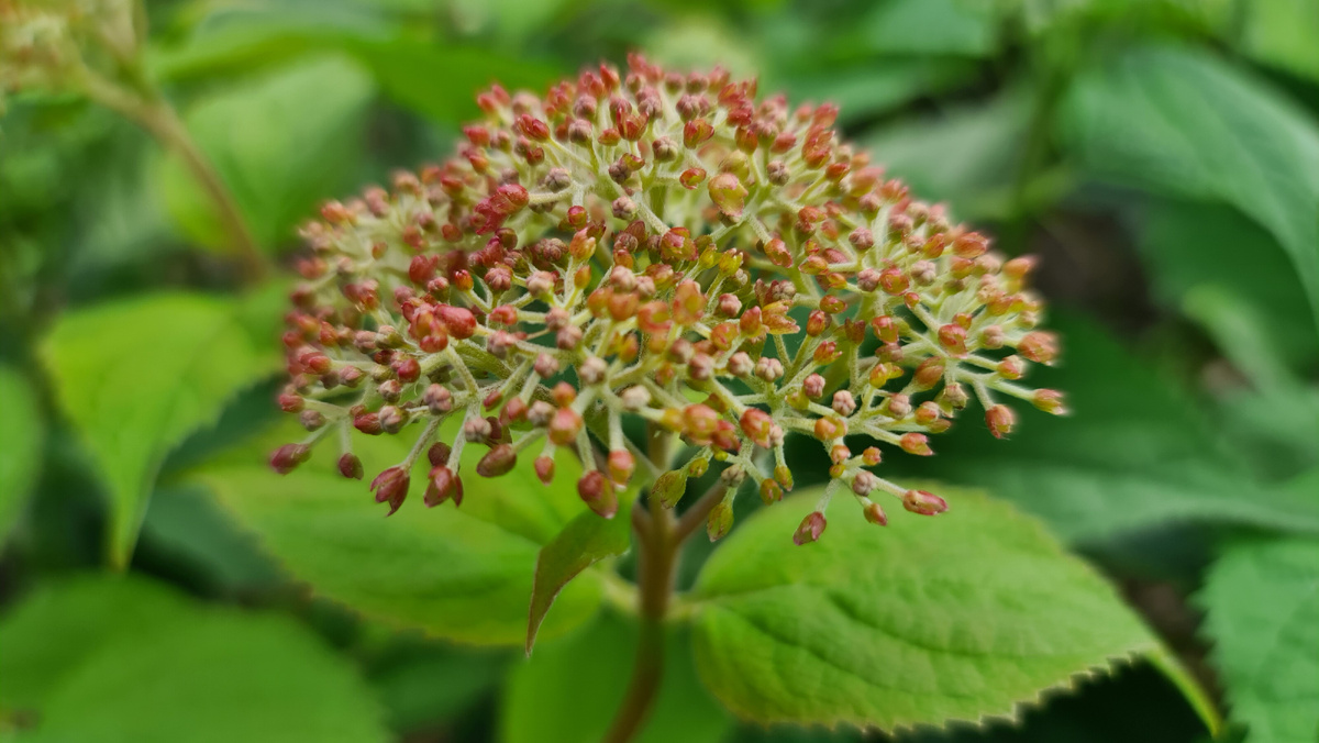 20 июня. Начало цветения