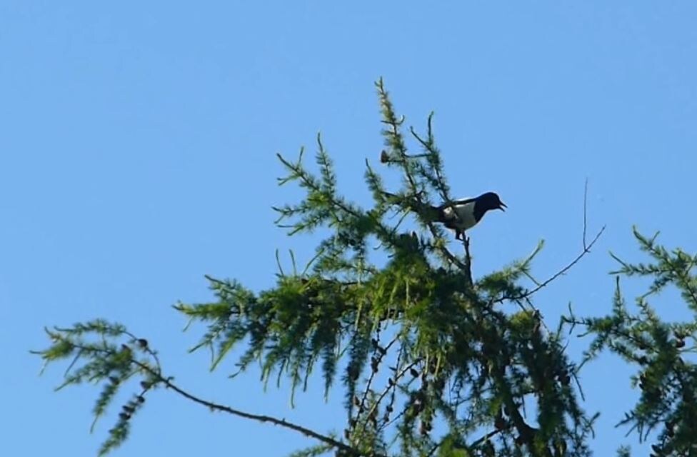 Сорока на лиственнице. Фото А. Морозевича