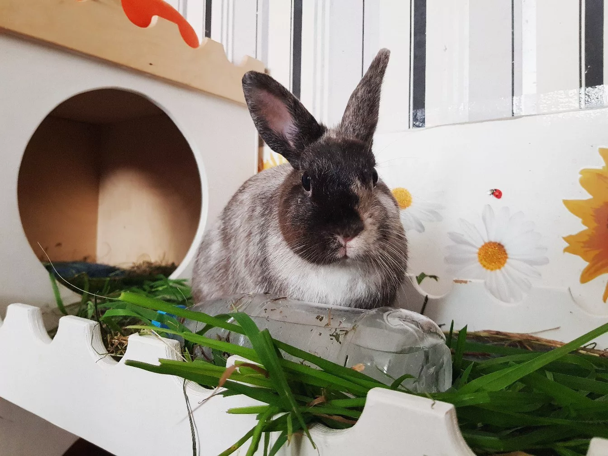 — Уборка у кролика — это когда ты перекладываешь сено с места на место и называешь это порядком.