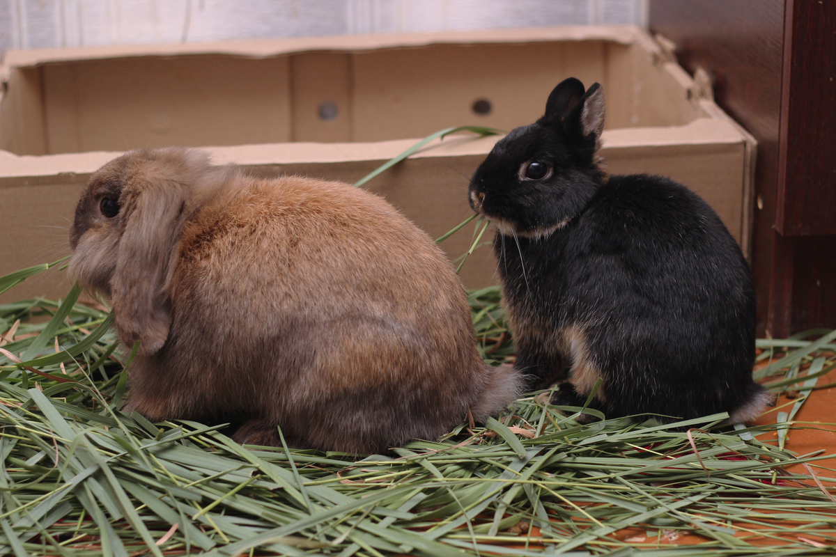  Когда ты кролик, любое место становится домом, если там есть сено.