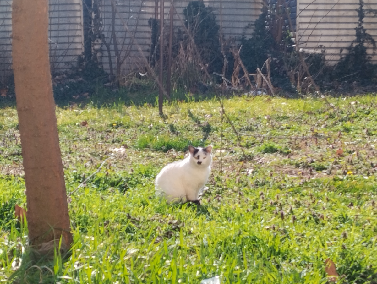 Котик. Редкий окрас Арлекин.