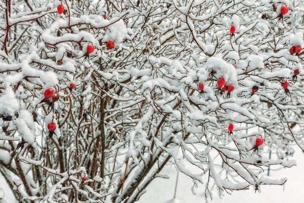 Яндекс-картинки