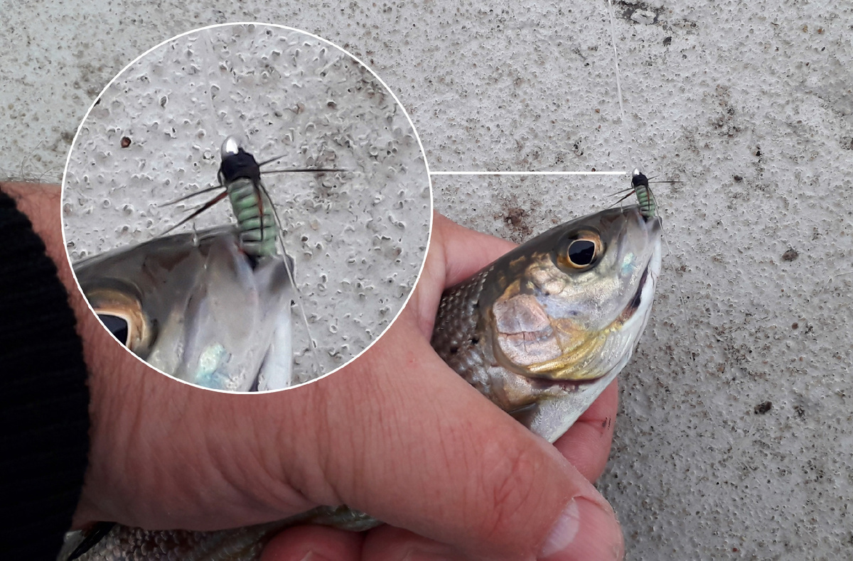 Хороший хариус на экспериментальную мушку (из мешка для строительного мусора).