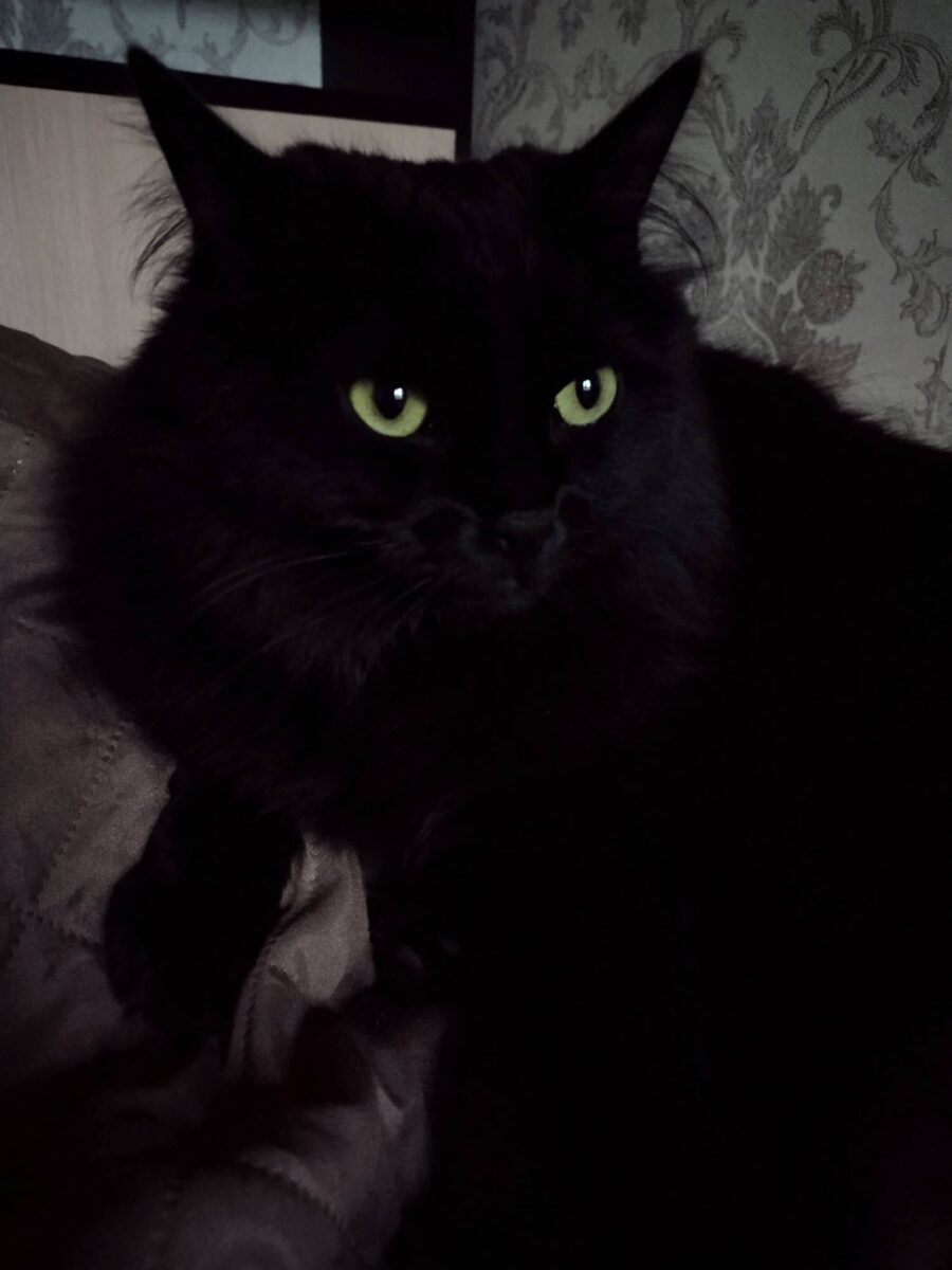 Общение с кошкой - подобно Просветлению