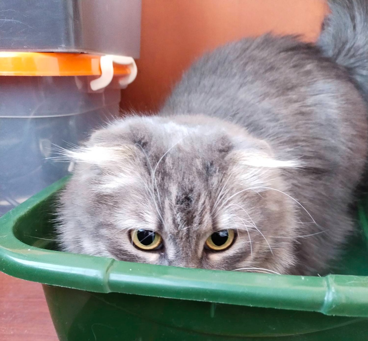 Мудрее кошки нет существа!