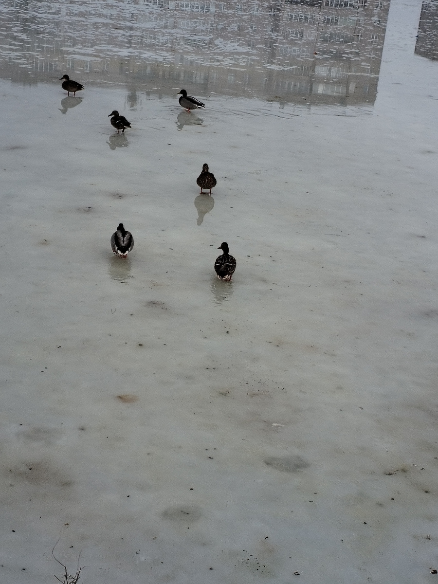 Утки ждут весну на пруду. 