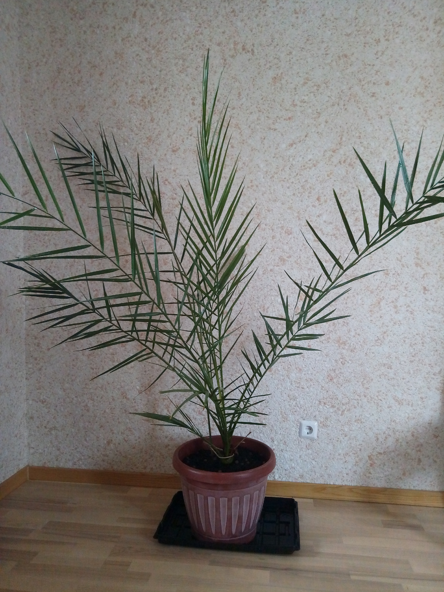 Финиковая пальма, выращенная из косточки, перед отдачей в ДК, 2019г.