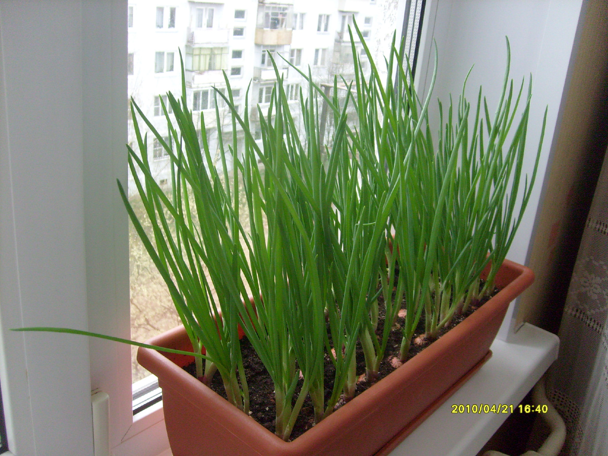 В начале это была в основном зелень на подоконнике, здесь вот даже дата отпечатана)