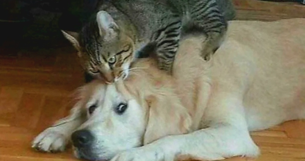 Ржу, не могу: 11 забавных кадров с котами и собаками, от которых веет позитивом. Часть 1