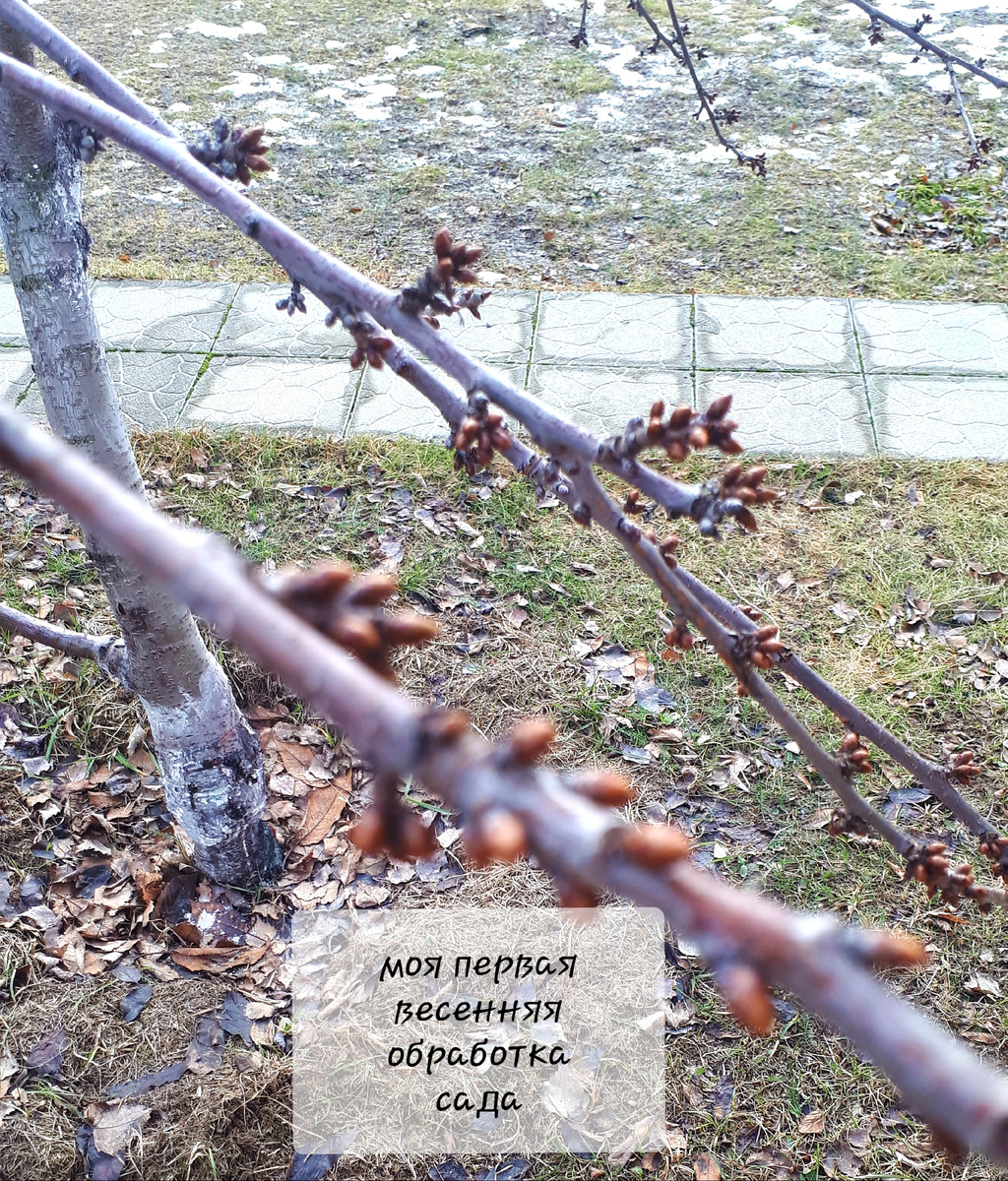                              ВЕСЕННЯЯ ИСКОРЕНЯЮЩАЯ ОБРАБОТКА САДА                                                                      
        Весенняя искореняющая обработка сада — это эффективный способ борьбы с перезимовавшими вредителями и возбудителями болезней.

     Для проведения такой обработки необходимо дождаться, чтобы температура воздуха в течение 7-10 дней держалась на уровне +5-+6 градусов днем и 0-+1 ночью, а почки еще были спящими, как на фотографии.

                    Чтобы приготовить раствор для обработки, нужно растворить                                                        
       👉 300 граммов медного купороса в горячей воде в пластиковом ведре, помешивая деревянной палочкой.

        👉 Также необходимо отдельно растворить 500 граммов мочевины (карбамида).

После этого смешиваем растворы и доливаем холодной воды до объема 10 литров.

И, наконец, добавляем 250 мл. жидкого мыла или зеленого мыла для лучшего прилипания раствора к растениям.                                         