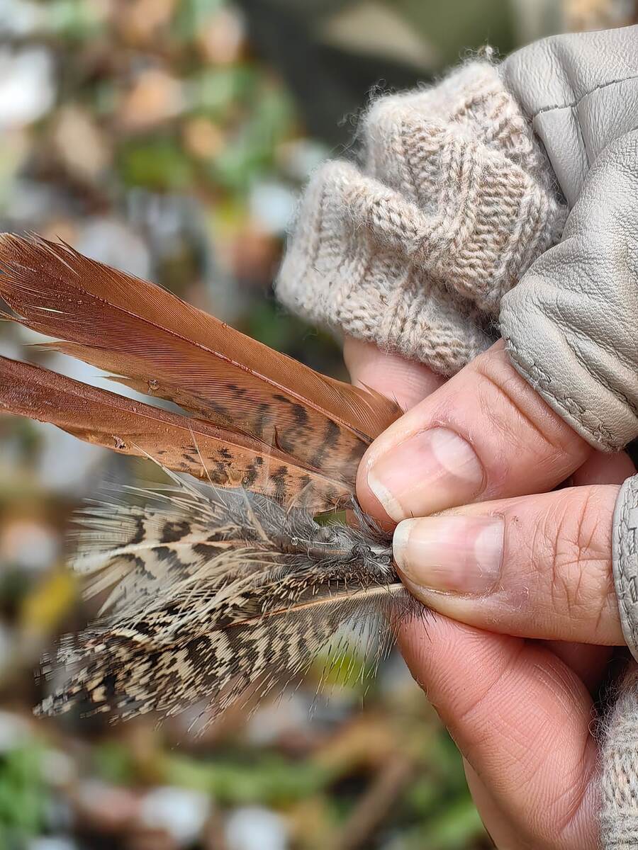 Эту серую куропатку съел хищник.