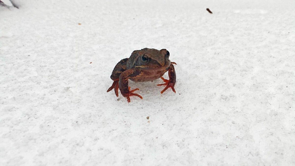    Фото: t.me/kazdoytvaripopare