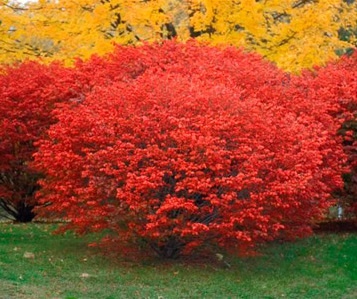 Фото: бересклет крылатый Компактус