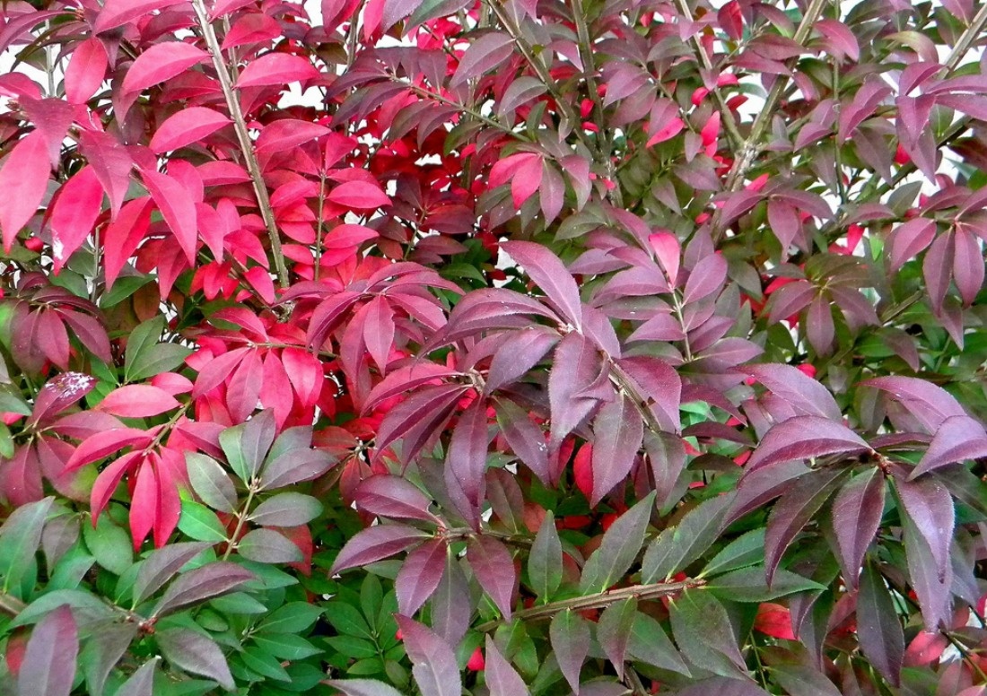 Фото: бересклет крылатый осенью