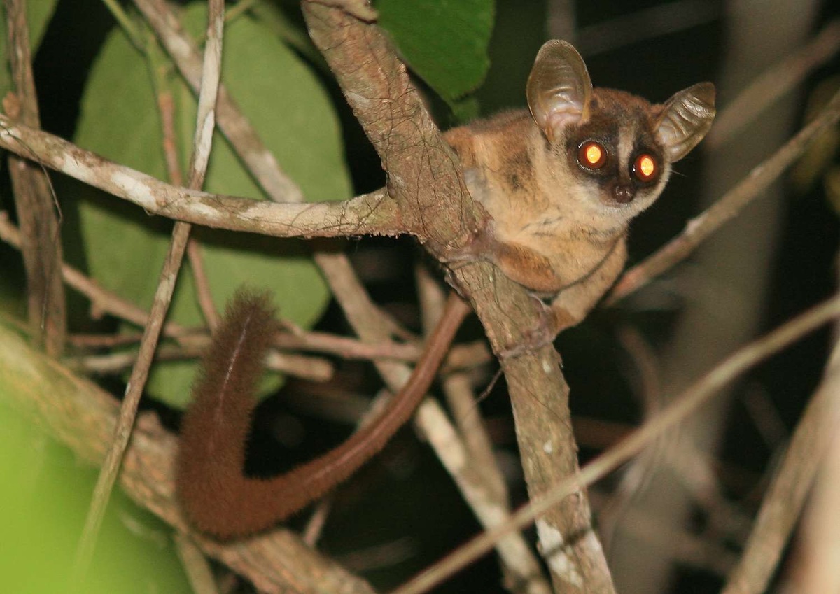 Этого зверька мы впервые увидели и услышали в Танзании, когда возвращались в лагерь после вечернего сафари. Из густой листвы невысокого дерева два ярких огонька смотрели прямо на нас, а потом "запрыгали" по веткам. В темноте с трудом угадывались очертания небольшого тельца. И вдруг раздался детский капризный плач... Рейнджер пояснил, что это галаго, или, как его называют на языке африкаанс, "нагапи" - ночная обезьяна. Чаще всего зверька именуют "бушбэби" - кустарниковый младенец.