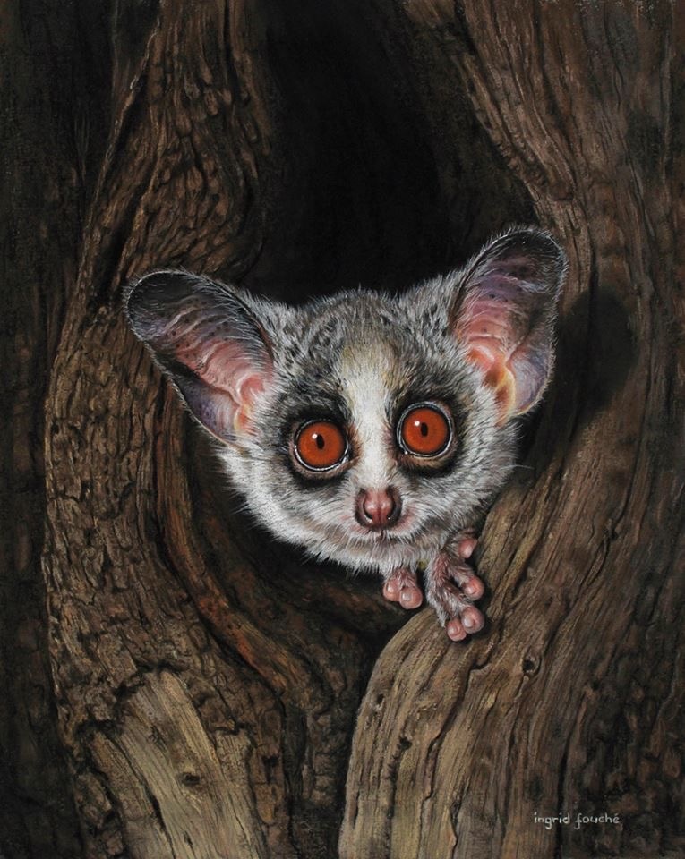 Уши большие - как у летучих мышей. Глаза - огромные. Очень похож на кошку.