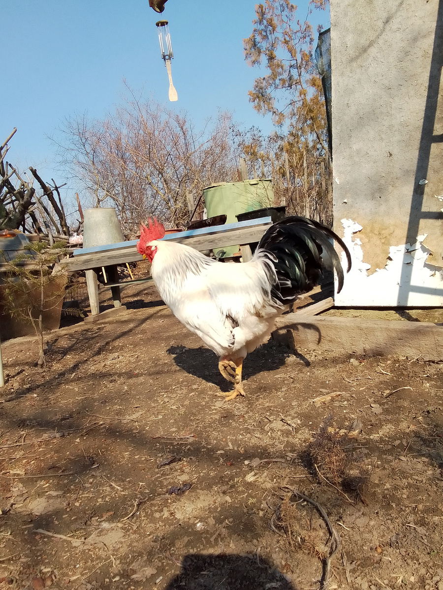 Немой и мой