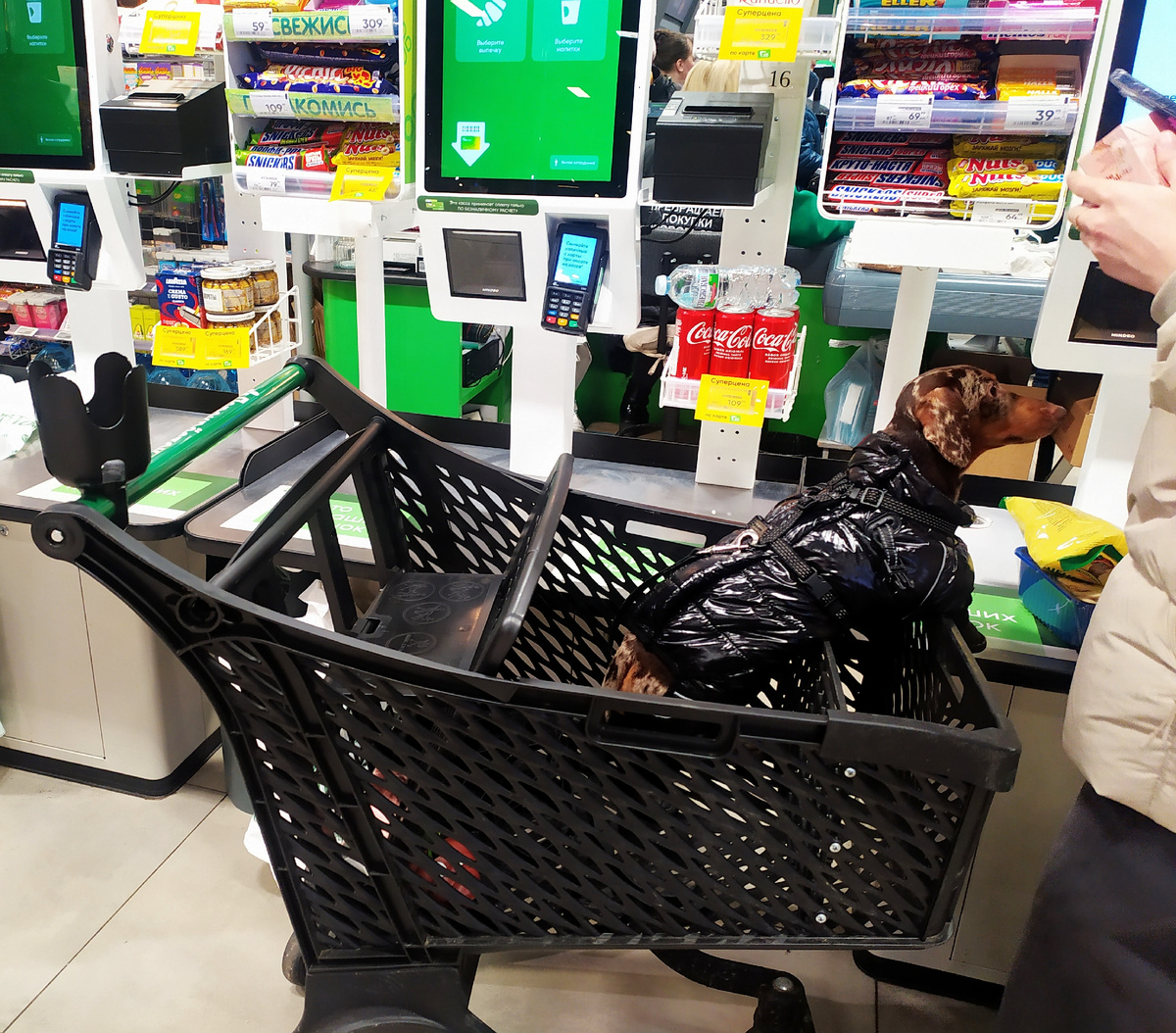 Успела сделать фото только тогда, когда хозяйка собаки уже производила оплату на кассовом терминале.