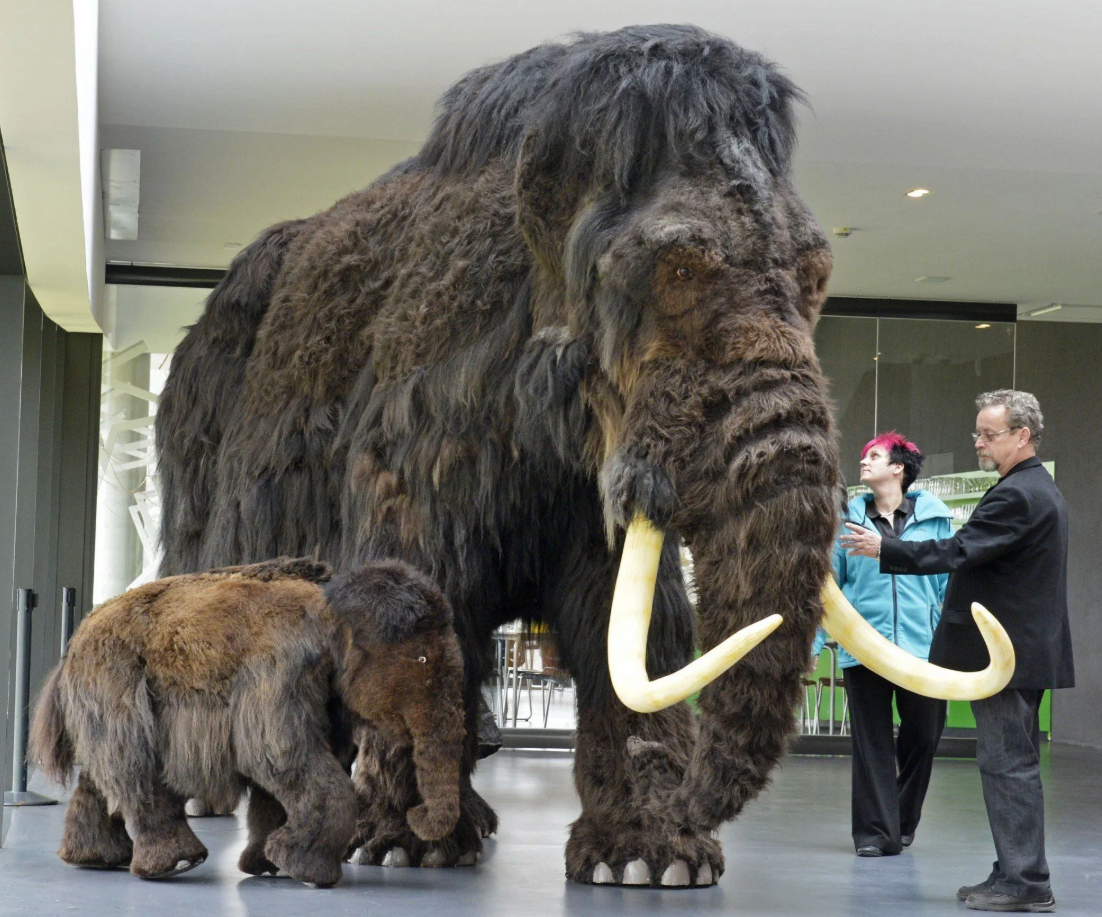 В будущем по земле зашагают мамонты? (Фото: i0.wp.com).