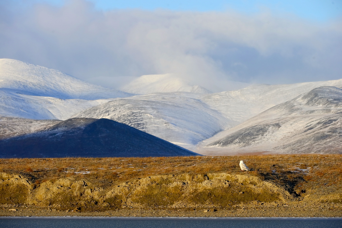 Остров Врангеля. Фото: Сергей Горшков / GeoPhoto