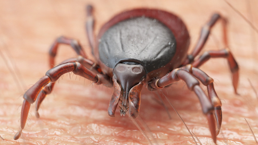   Gettyimages.ru SCIEPRO/SCIENCE PHOTO LIBRARY