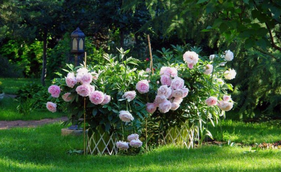 И, да, на фото - узнаваемая "Сара Бернар"