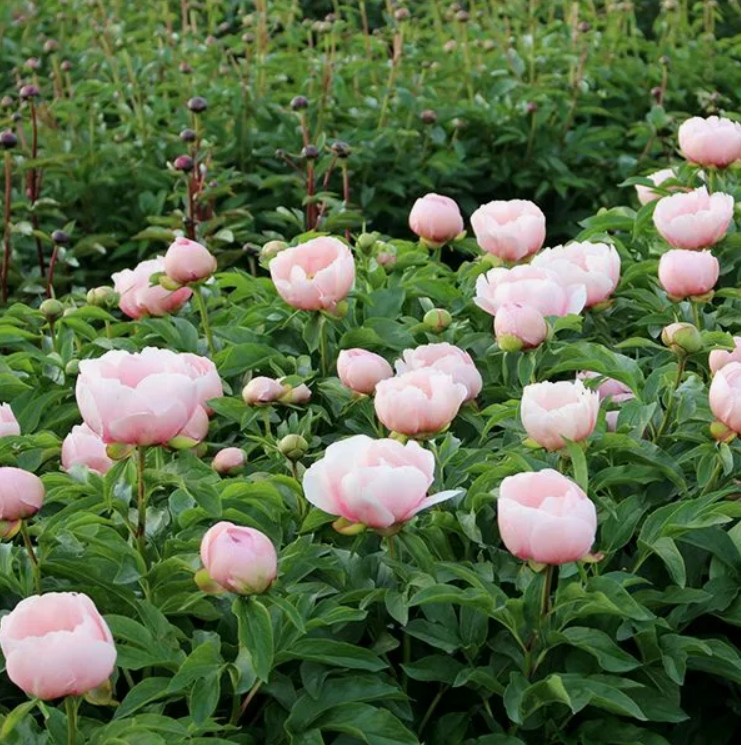 Софт Салмон Соусер вашему вниманию!