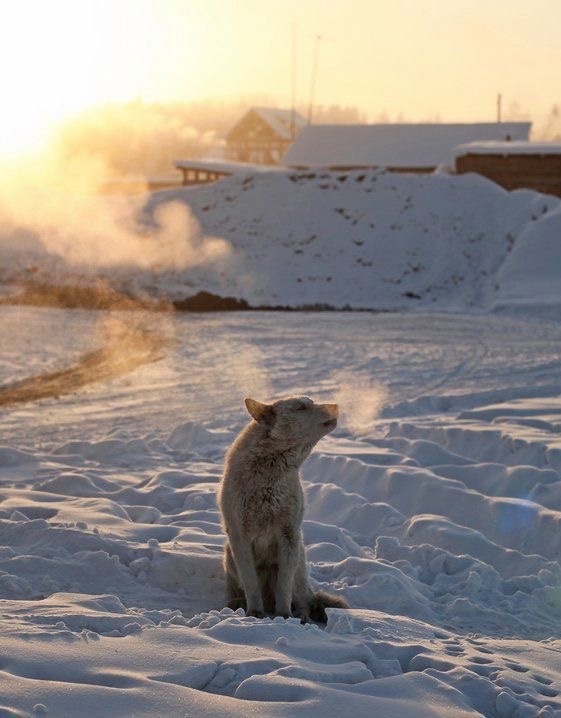 Какая весна - такие и грачи! Фото Вадима Скрябина