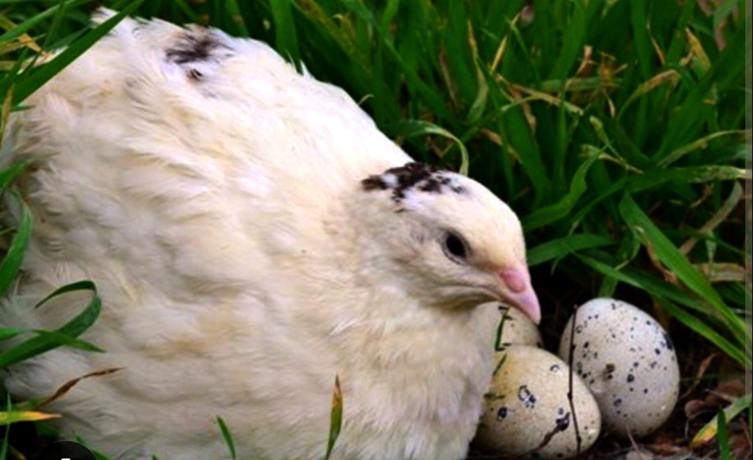 Перепел Техасский. Фото из интернета