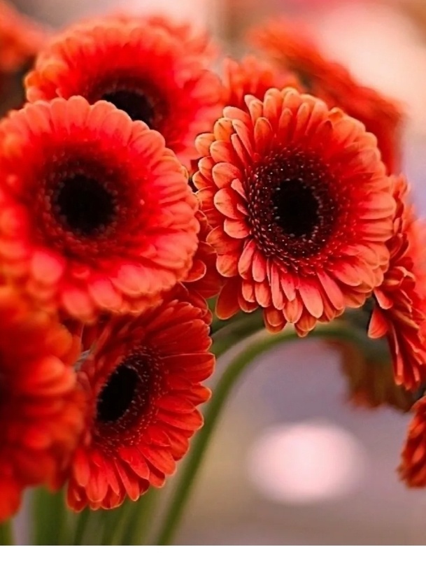 Очень красивые цветы .