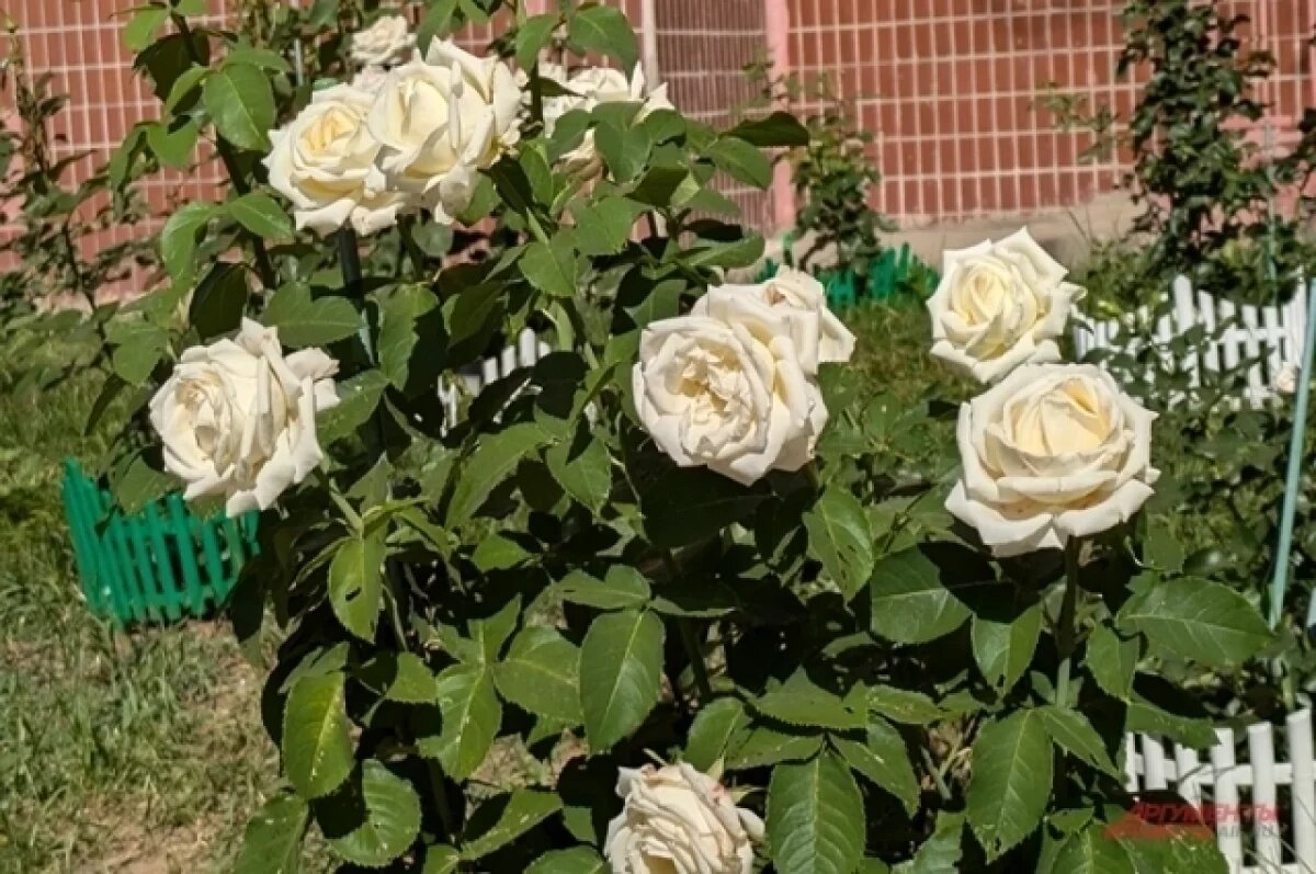    Омич извинился розой за нападение на женщин с битой