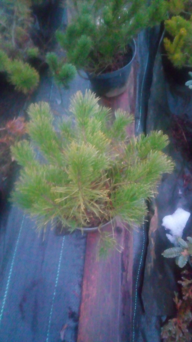 На фото саженцы сосны горной Мугус . Уже готовы к отправке. Спрашивайте