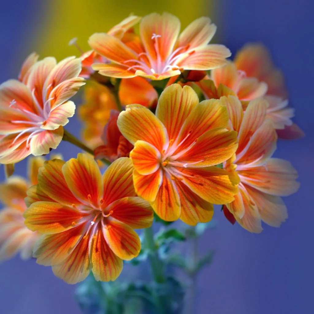 Картинка найдена на просторах интернета, ссылка: https://yandex.ru/images/search?from=tabbar&img_url=https%3A%2F%2Fimg.goodfon.ru%2Foriginal%2F1024x1024%2F3%2F52%2Ftsvety-lepestki-sotsvetie.jpg&lr=103814&p=14&pos=11&rpt=simage&text=%D1%86%D0%B2%D0%B5%D1%82%D1%8B%20%D0%BE%D1%80%D0%B0%D0%BD%D0%B6%D0%B5%D0%B2%D1%8B%D0%B9%20%D0%B8%20%D0%B3%D0%BE%D0%BB%D1%83%D0%B1%D0%BE%D0%B9%20%D0%BA%D1%80%D1%83%D0%BF%D0%BD%D1%8B%D0%BC%20%D0%BF%D0%BB%D0%B0%D0%BD%D0%BE%D0%BC%20%D1%84%D0%BE%D1%82%D0%BE