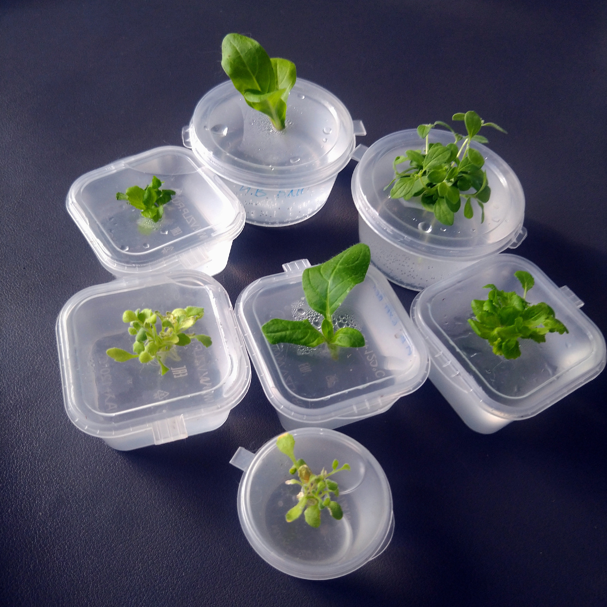 Молодые черенки