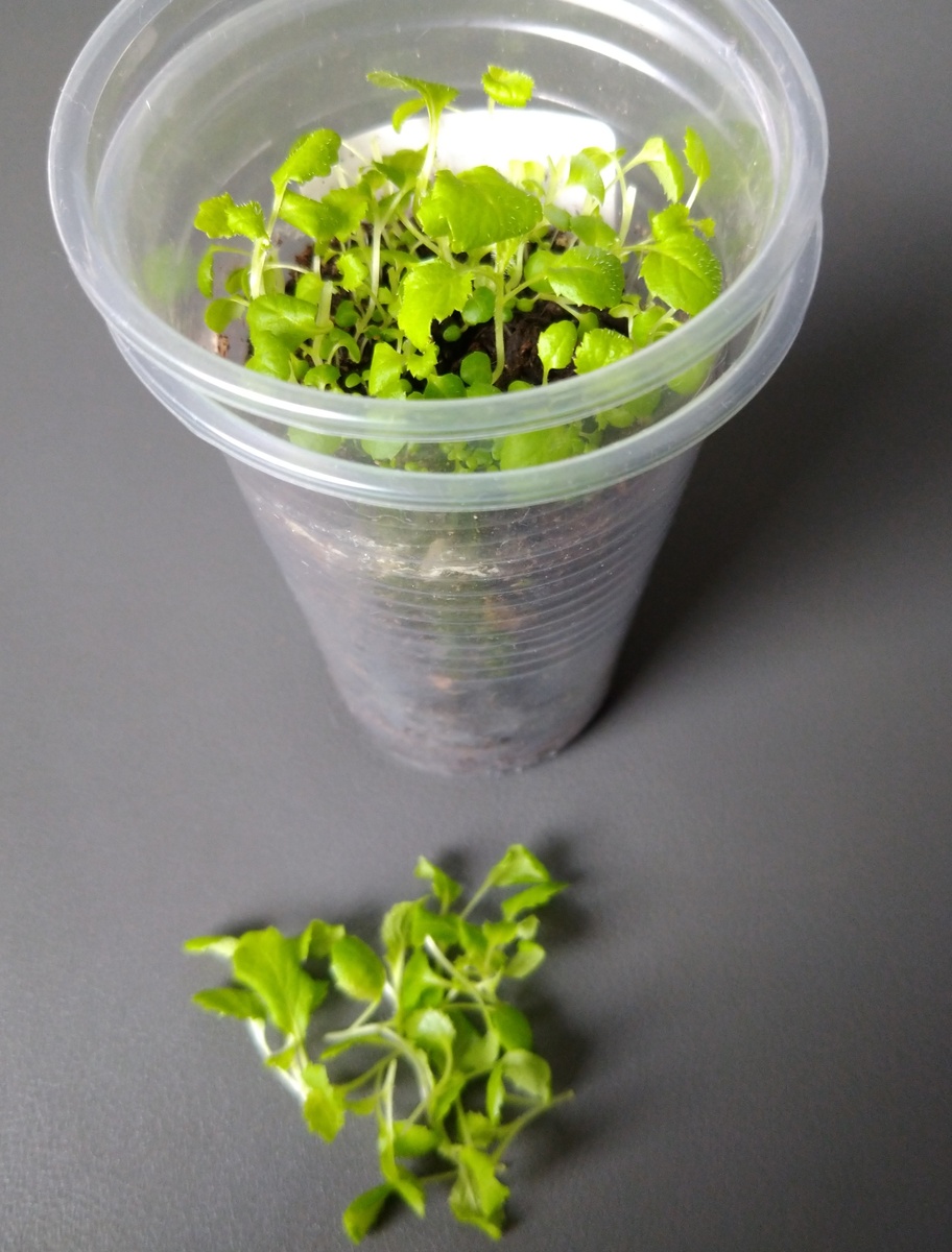 Черенки, срезанные с рассады колокольчика 