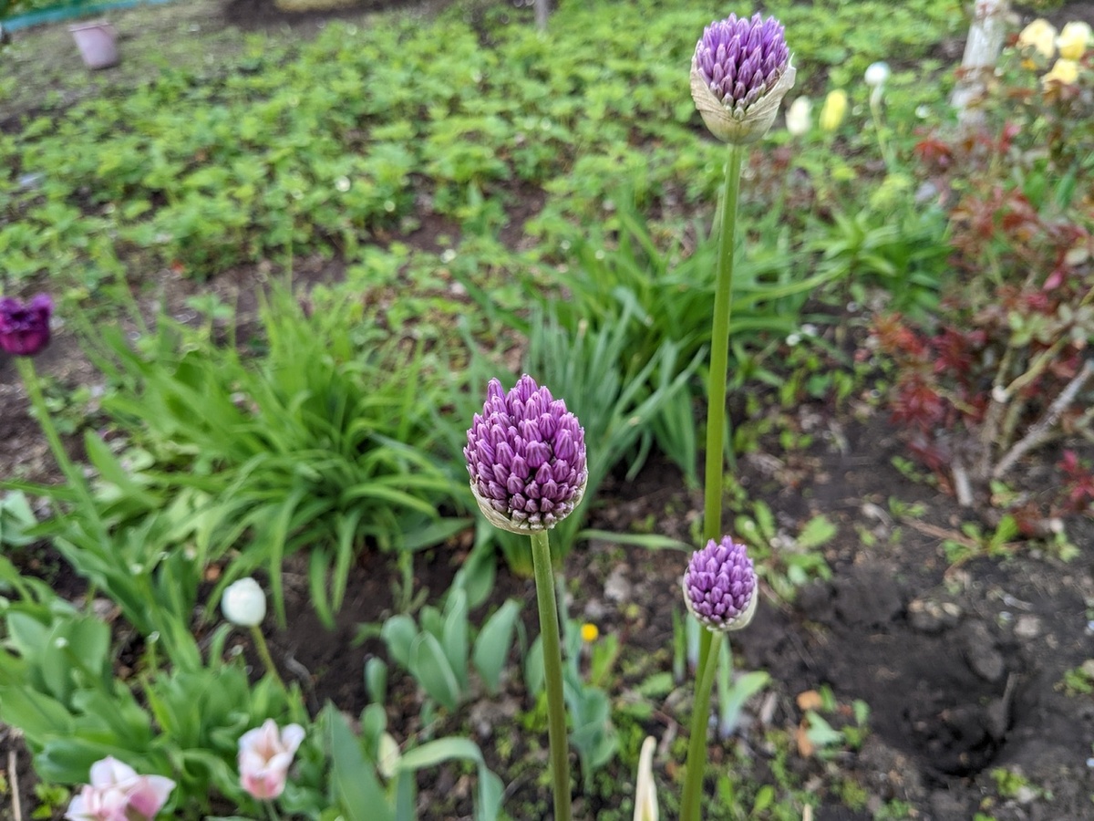 Одна луковица лука Гладиатор